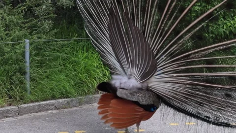 Peacock with open feathers Stock Footage 134371391