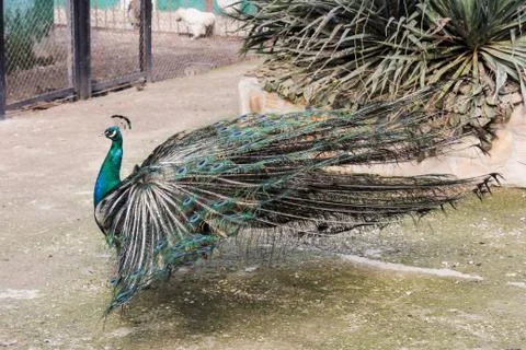 Peacock with open tail. Stock Photos