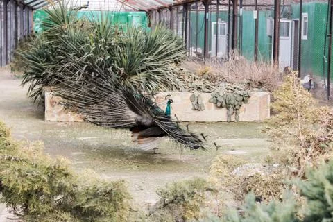 Peacock with open tail. Stock Photos