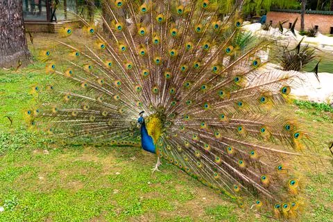 Peacock with an open tail Stock Photos