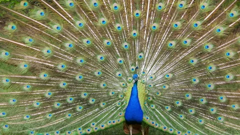 Peacock with opened feathers Video stock 244330967