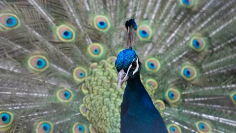 Peacock opened its tail 스톡 사진