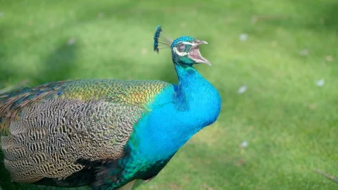 Peacock is opening feather Video stock 88171324