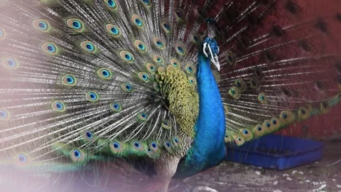 Peacock Opening it wings Stock Footage 132111947