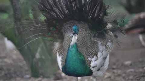 Peacock opening its vibrant and stunning plumage in front of the camera. Gene Stockbeeldmateriaal 330047721