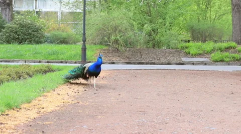 Peacock opening tail Stock Footage 41762932