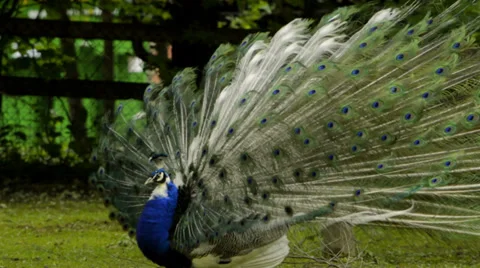 Peacock opens the eye-spotted tail Stock Footage