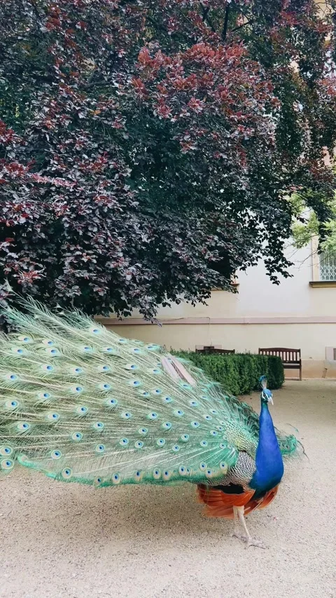 The peacock opens its tail and starts screaming loudly Stock Footage 277850165