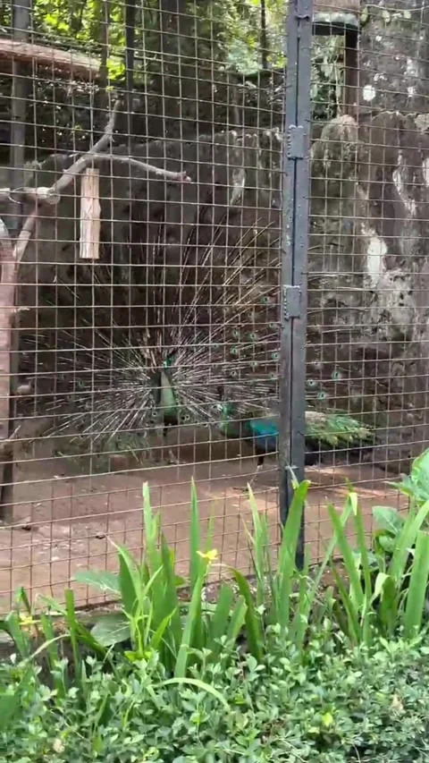 A peacock opens its tail in a cage Stock Footage 286331175