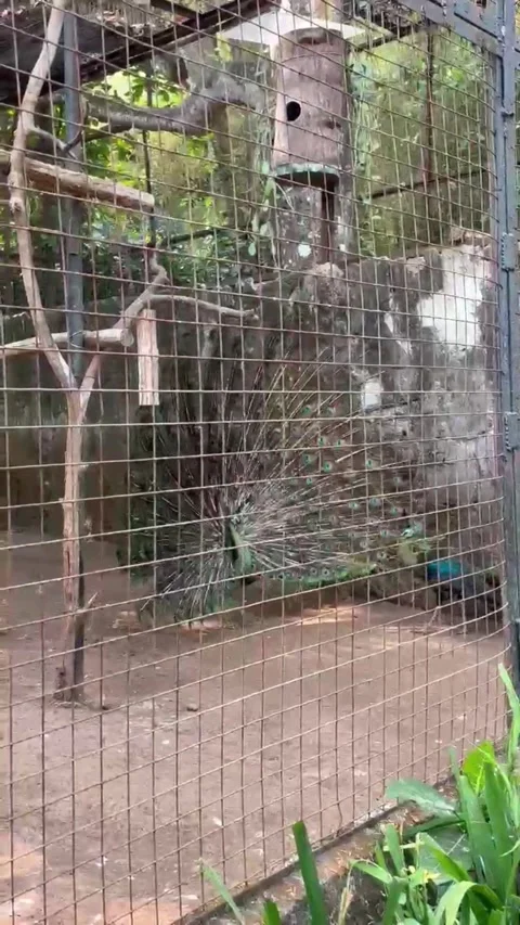 A peacock opens its tail in a cage Stock Footage 286331484