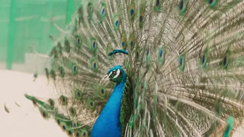 The peacock opens its tail. The pheasant turns away. Peacock in all its Glory. Stock Footage 154092202