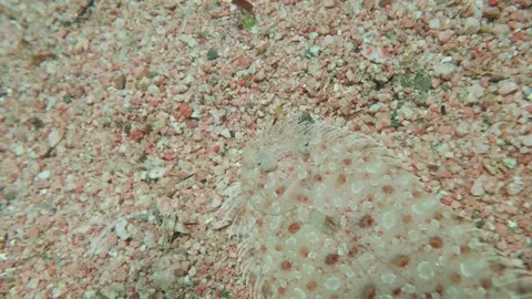 Peacock or leopard flounder blending into sandy seafloor in a tropical marine en Stock Footage 311926231