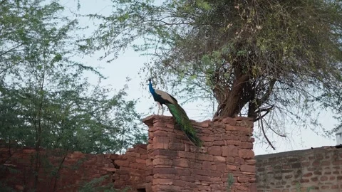 A peacock or mayor standing on a wall of old house in rajasthan India Stock Footage 284441069