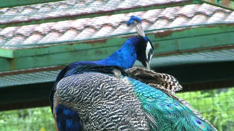 Peacock. Outdoor. Vidéo 24001289