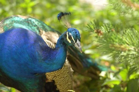 Peacock Over Green Background Stock Photos