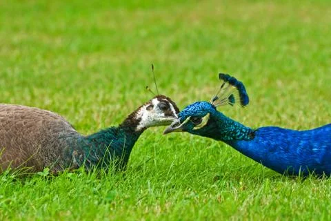 Peacock pair Stock Photos