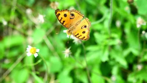 The Peacock Pansy butterfly seeking nectar on Spanish Needle flower Stock Footage 203447618