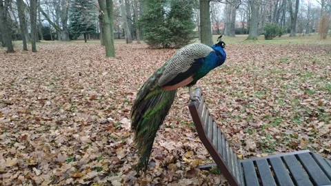 Peacock on park bench Video stock 145356706