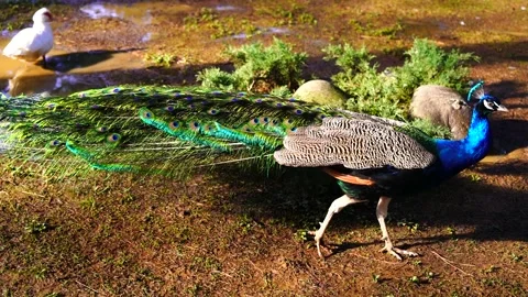 Peacock in the park Stock Footage 151036149