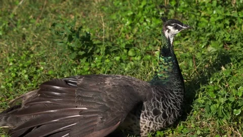 Peacock in the park Stock Footage 230001454