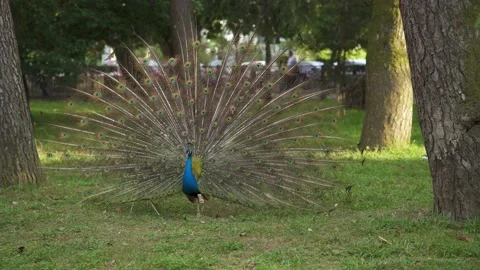 Peacock in the park Stock-Footage 237867417