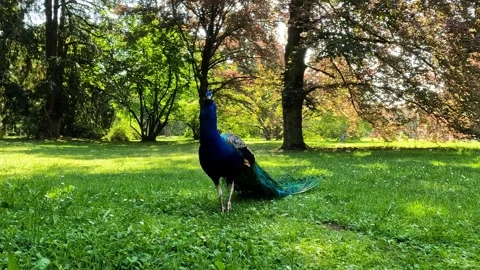 Peacock in the park Stock Footage 243458638