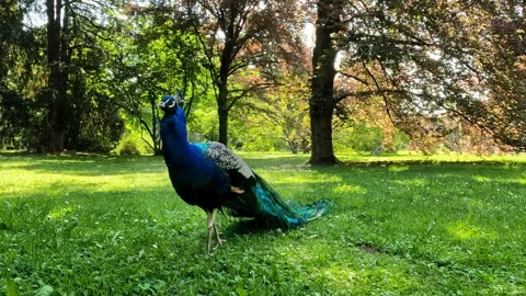 Peacock in the park Video stock 252771357