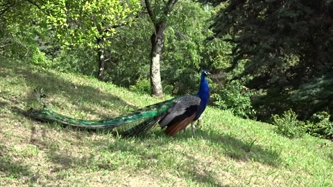 Peacock in the park Stock Footage 299474719