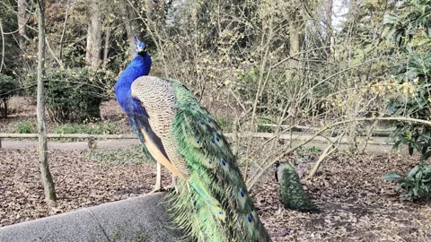 Peacock in the Park Stock Footage 328470335