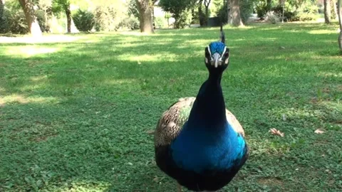 Peacock in the Park 스톡 동영상 331403874