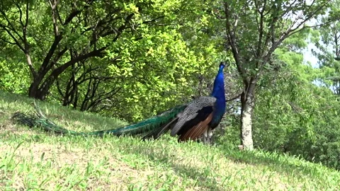Peacock in the park landscape Stock Footage 300105187