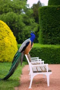 Peacock in park Stock Photos