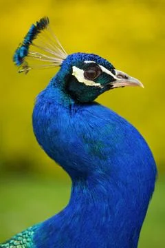 Peacock in park Stock Photos