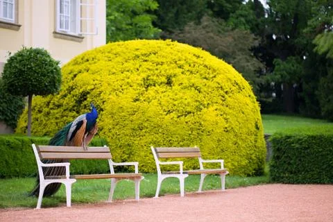 Peacock in park  Stock Photos