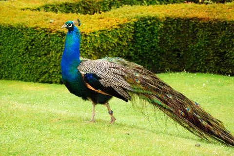 Peacock in park Stock Photos