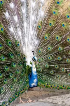 Peacock in the park Stock Photos