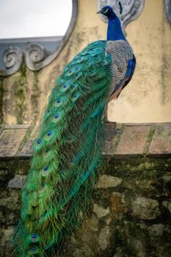 A peacock in the park  Stock-Fotos