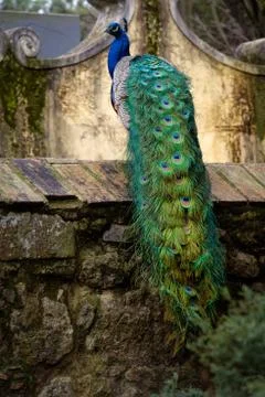 Peacock in the park Stock Photos
