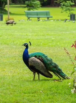A peacock in the park Foto stock