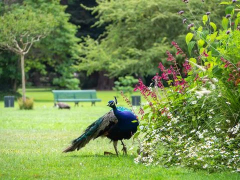 A peacock in the park Stock Photos