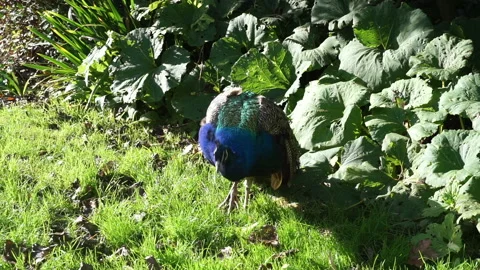 Peacock part 1 of 2 Stock Footage 146715368