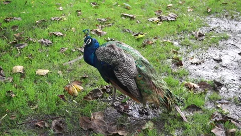 Peacock part 2 of 2 Video stock 146716180