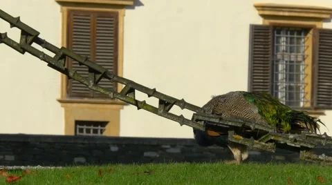 Peacock passing by close in Eggenberg Palace park, Graz, Austria Stock Footage 56840911