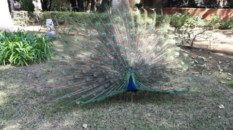 Peacock (pavo cristatus) displaying feathers Stock Footage 44881685