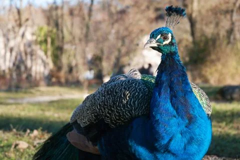 Peacock (pavo cristatus) Stock Photos