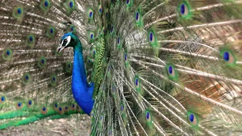 Peacock  peafowl 4K Stockbeeldmateriaal 222467071