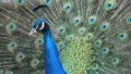 Peacock. Peafowl. HD Footage