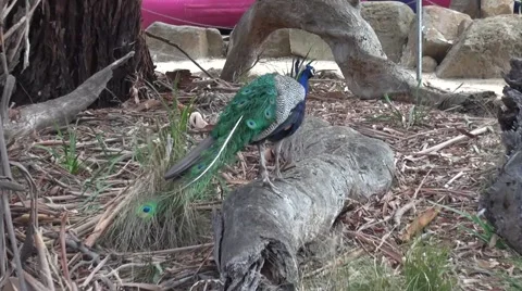 Peacock (peafowl) with missing tail feathers Stock Footage 46807310