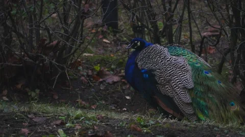 Peacock peck grains Stock Footage 43747503
