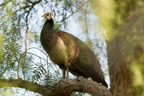Peacock in Pepper Tree Foto stock
